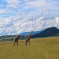 Book a trip to Rwanda with Hermosa life tours and travel